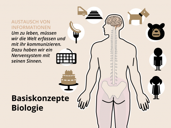 Information und Kommunikation im Gehirn