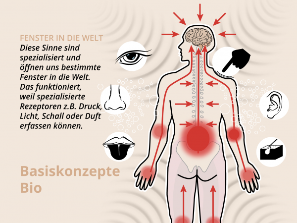 Information und Kommunikation / Sinne