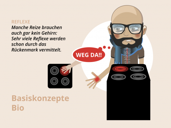 Information und Kommunikation / Reflexe