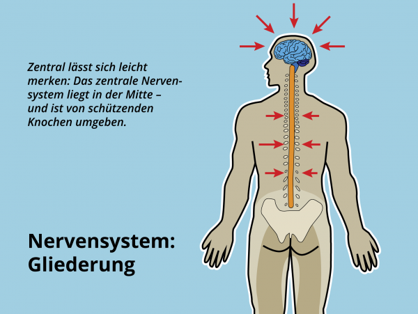 Zentrales Nervensystem