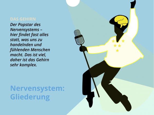 Zentrales Nervensystem / Gehirn