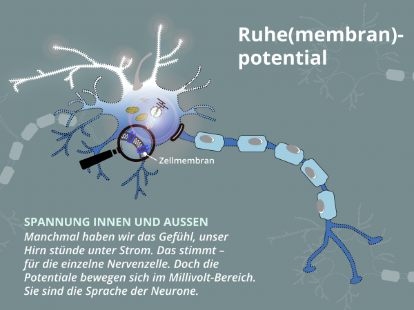 Ruhemembranpotential