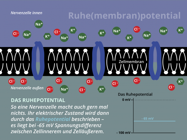 Ruhemembranpotential / -65mV