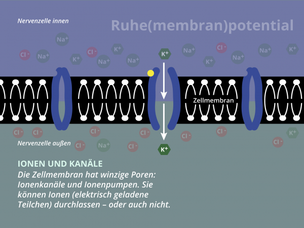 Ruhemembranpotential / Ionenkanäle