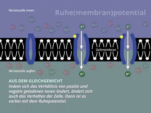 Ruhemembranpotential / Aus dem Gleichgewicht