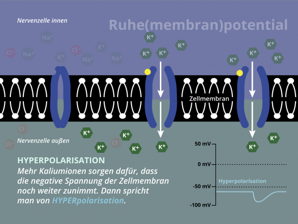 Ruhemembranpotential / Hyperpolarisation