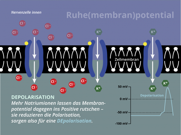 Ruhemembranpotential / Depolarisation