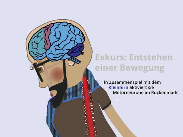 Entstehung einer Bewegung / Motoneurone