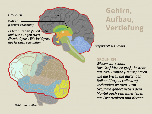 Der Aufbau Des Gehirns - Pregnant Center Informations