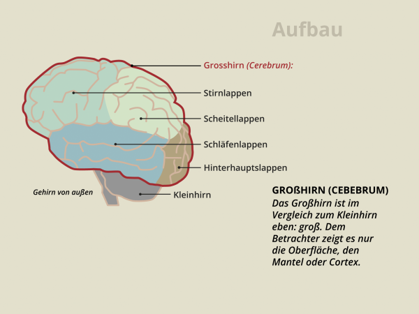 Aufbau des Gehirns / Großhirn