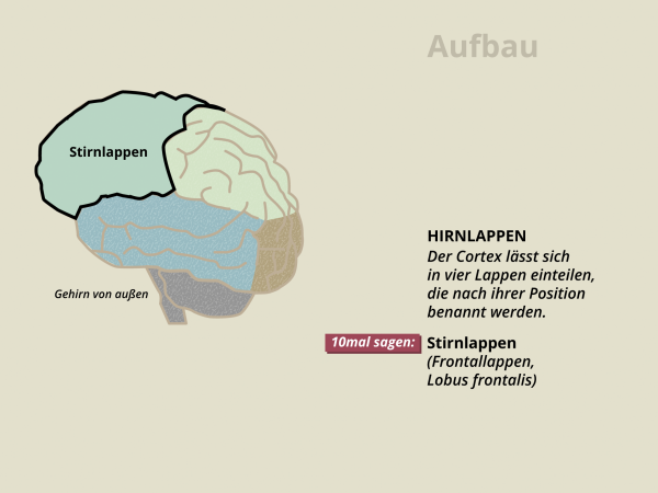 Aufbau des Gehirns / Stirnlappen