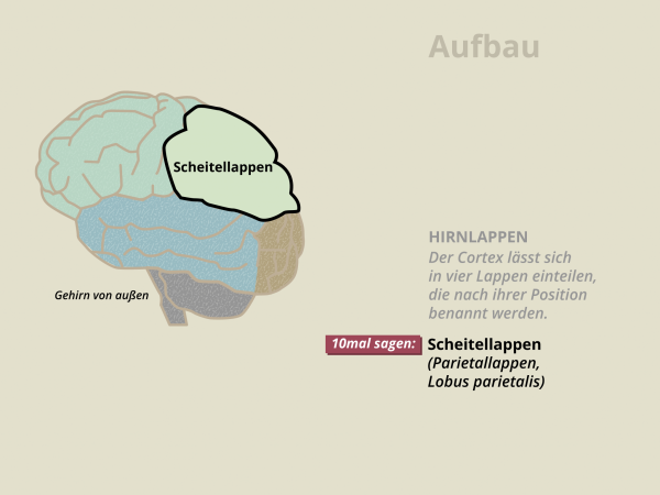 Aufbau des Gehirns / Scheitellappen