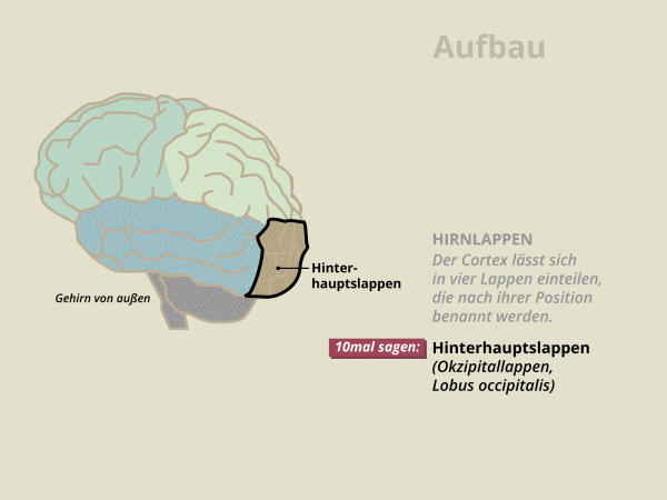 Aufbau des Gehirns / Hinterhauptslappen