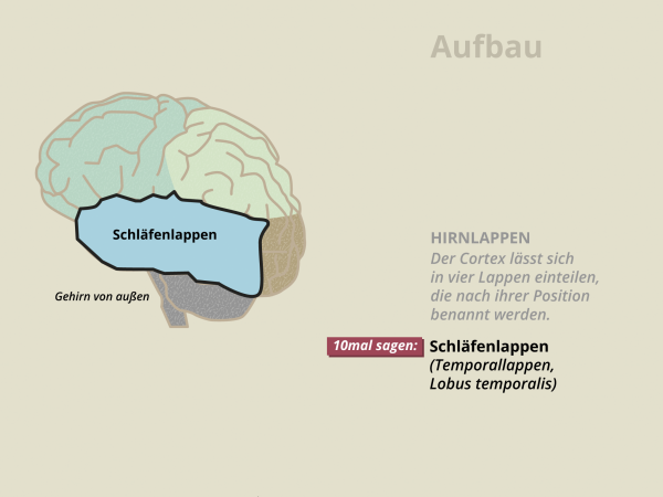 Aufbau des Gehirns / Schläfenlappen