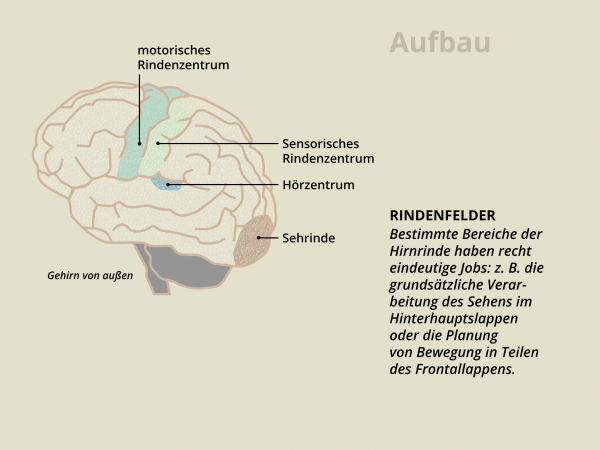 Aufbau des Gehirns / Rindenfelder
