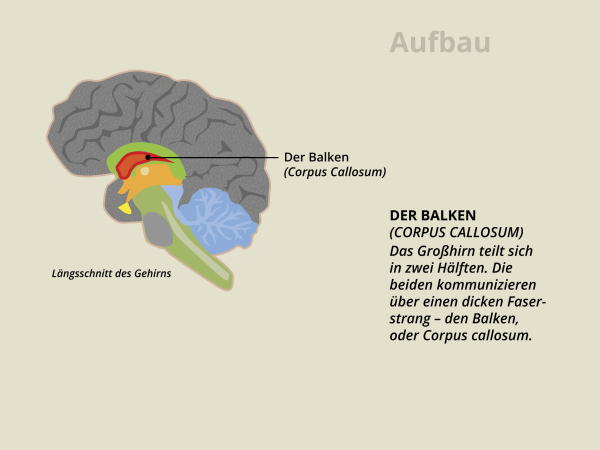 Aufbau des Gehirns / Balken