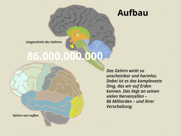 Aufbau des Gehirns / Neurone