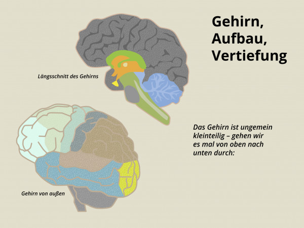 Aufbau des Gehirns