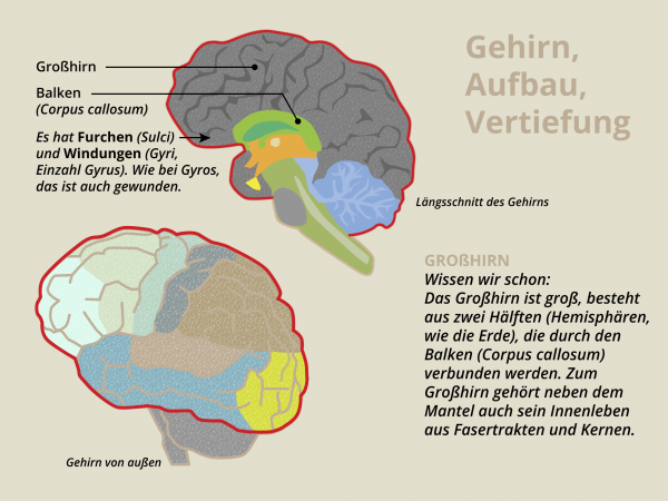 Aufbau des Gehirns / Großhirn