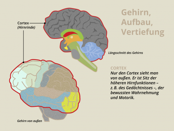 Aufbau des Gehirns / Cortex