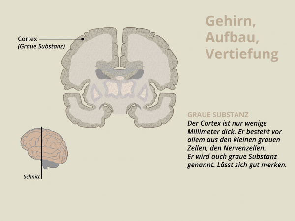Aufbau des Gehirns / Graue Substanz