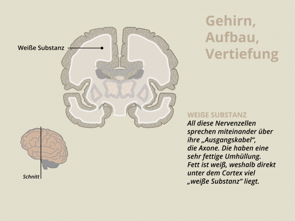 Aufbau des Gehirns / Weiße Substanz