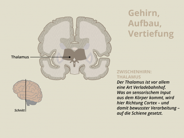 Aufbau des Gehirns / Thalamus