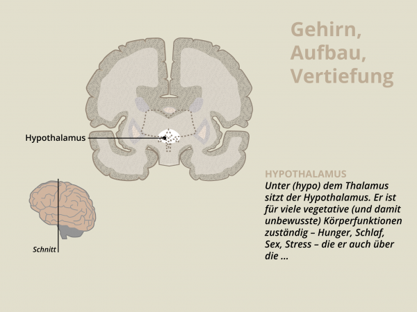 Aufbau des Gehirns / Hypothalamus