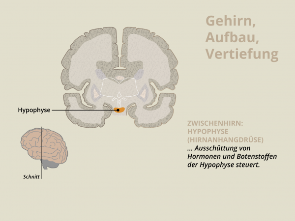 Aufbau des Gehirns / Hypophyse