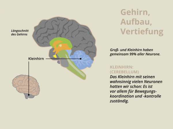 Aufbau des Gehirns / Cerebellum
