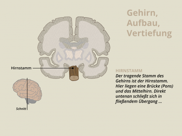 Aufbau des Gehirns / Hirnstamm