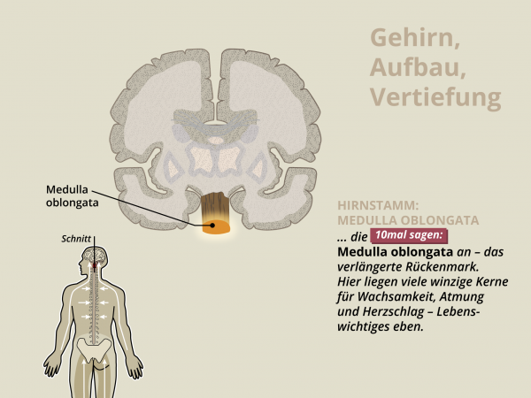 Aufbau des Gehirns / Medulla oblongata