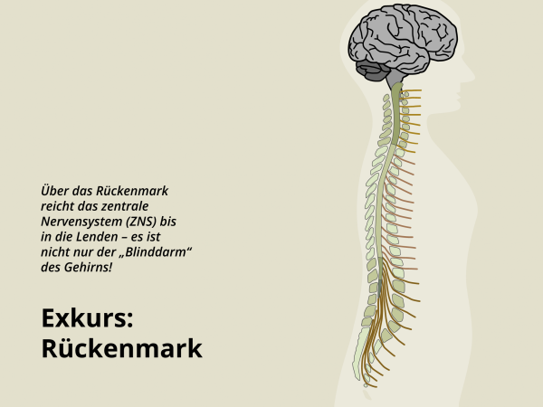 Rückenmark