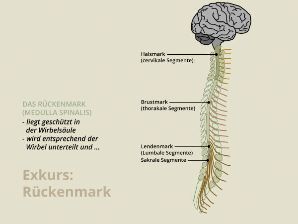 Rückenmark / Segmente