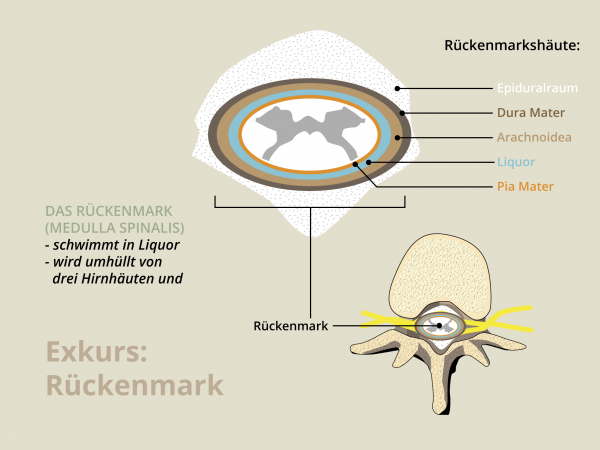 Rückenmark / Querschnitt