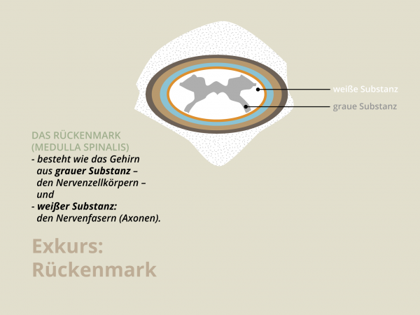 Rückenmark / Aufbau