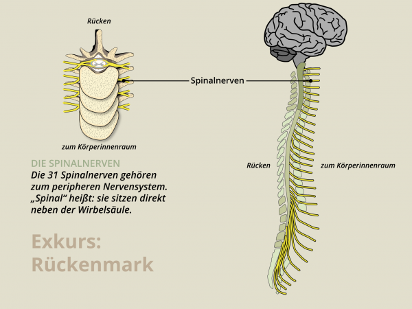 Rückenmark / Spinalnerven