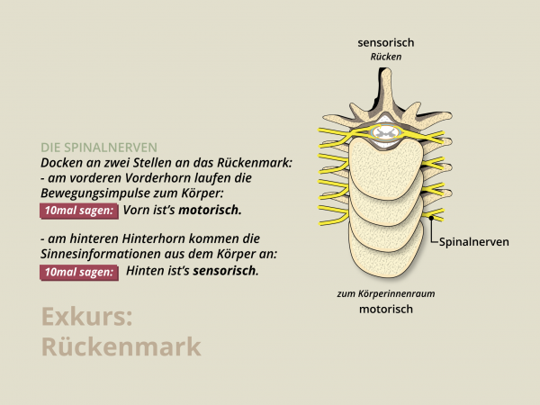 Rückenmark / Spinalnerven sensorisch und motorisch