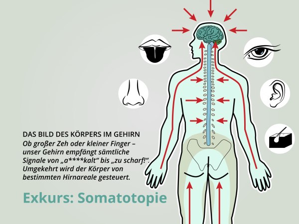 Somatotopie