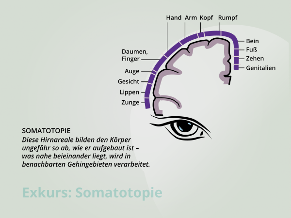 Exkurs: Somatotopie | Lern:Neuro