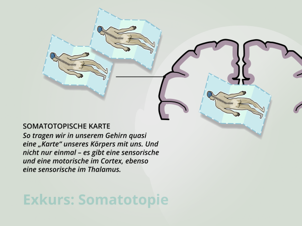 Somatotopie / Somatotopische Karte