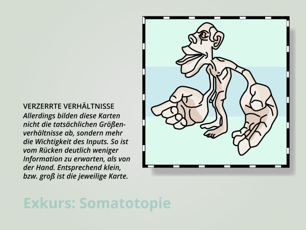 Somatotopie / Homunculus