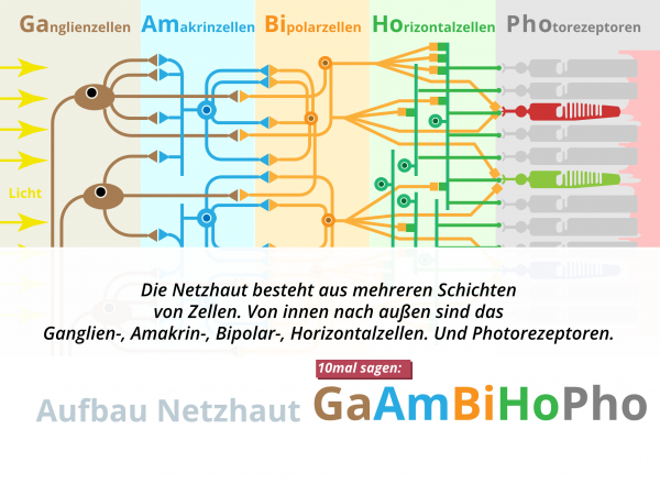 Aufbau Netzhaut / Schichten