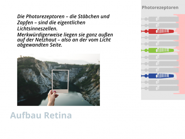 Aufbau Netzhaut / Fotorezeptoren
