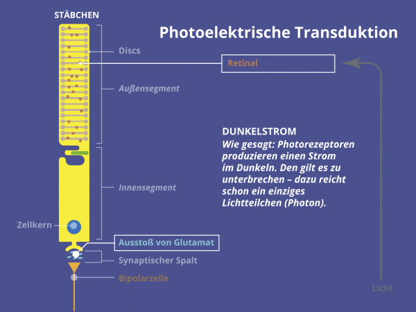 Photo-Elektrische Transduktion