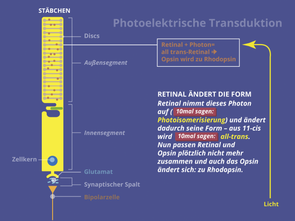 Photo-Elektrische Transduktion / trans-Retinal
