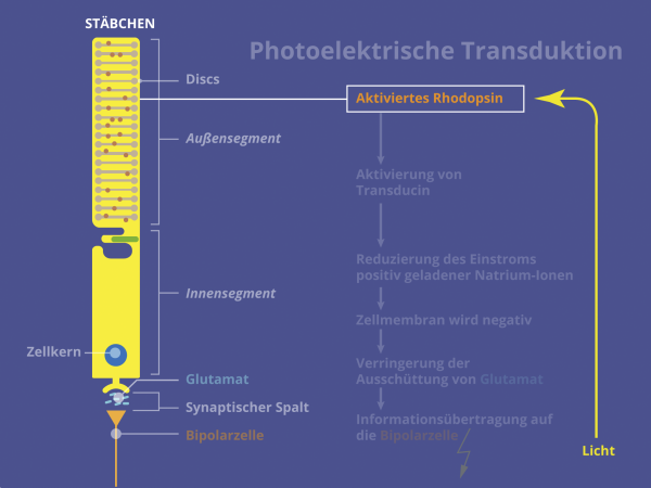 Photo-Elektrische Transduktion / aktiviertes Rhodopsin