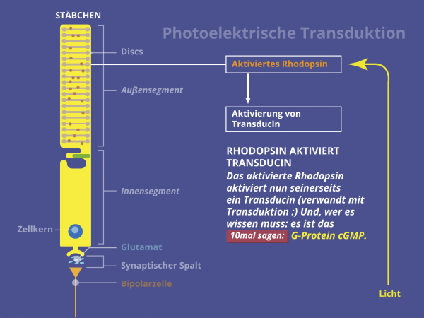 Photo-Elektrische Transduktion / Transducin