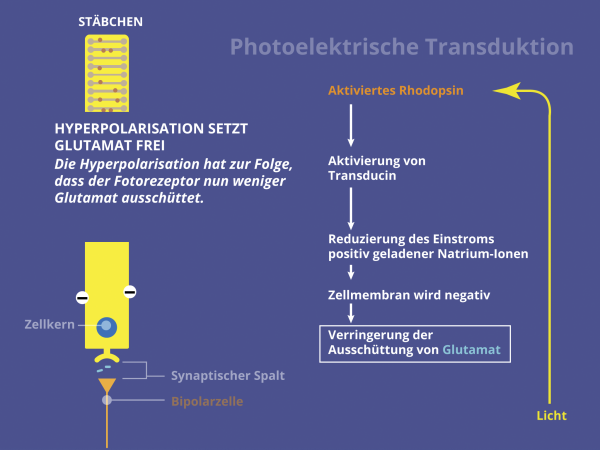 Photo-Elektrische Transduktion / reduzierte Glutamatausschüttung