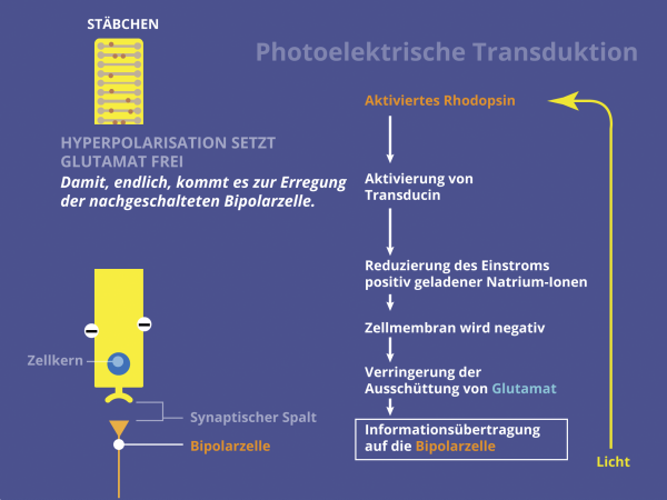 Photo-Elektrische Transduktion / Informationsübertragung